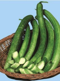 Cucumber-Kakdi