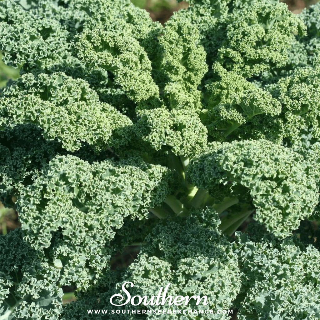Dwarf Blue Curled Scotch Kale – 250 Seeds