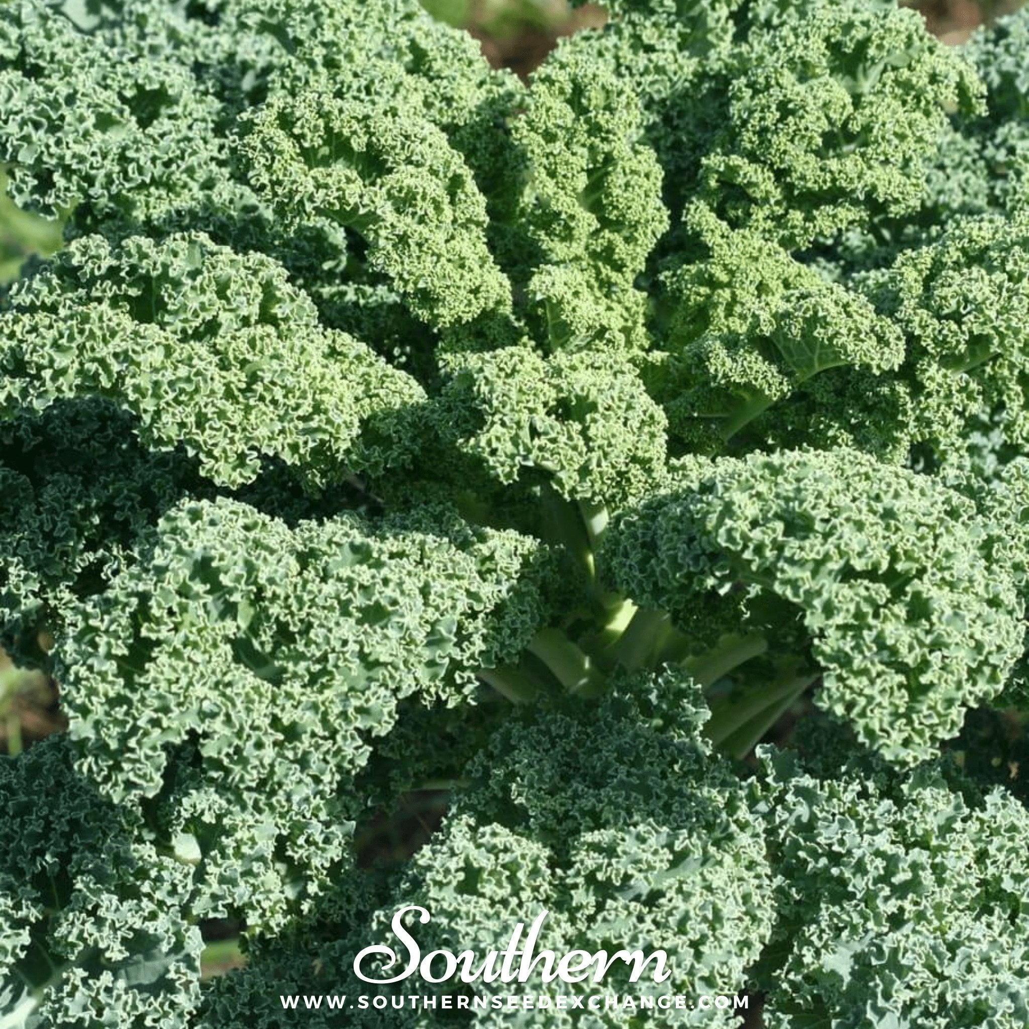 Dwarf Blue Curled Scotch Kale – 250 Seeds