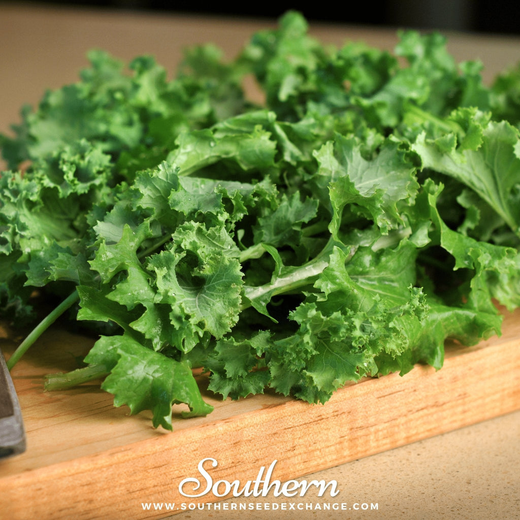 Dwarf Siberian Kale – 250 Seeds