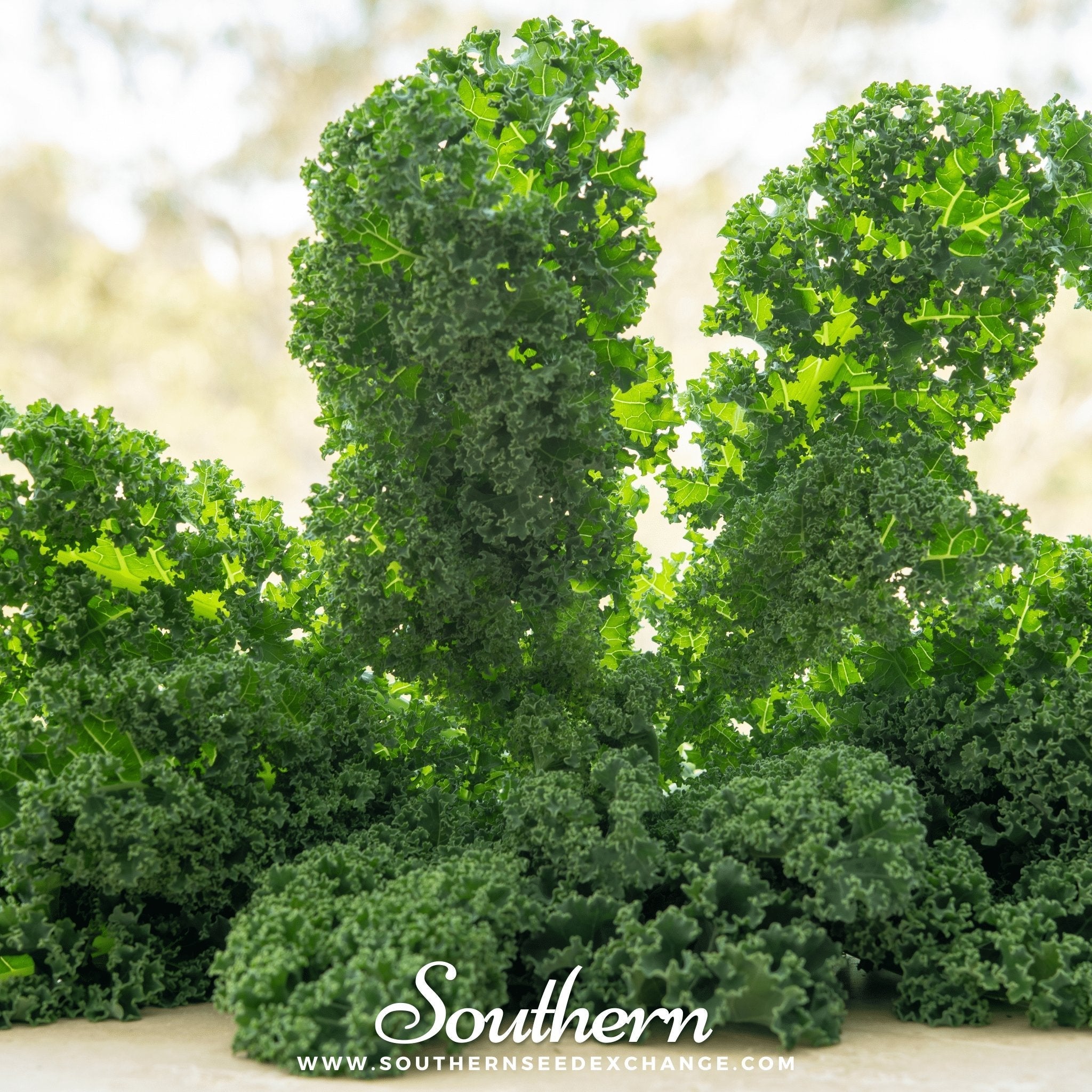 Dwarf Siberian Kale – 250 Seeds