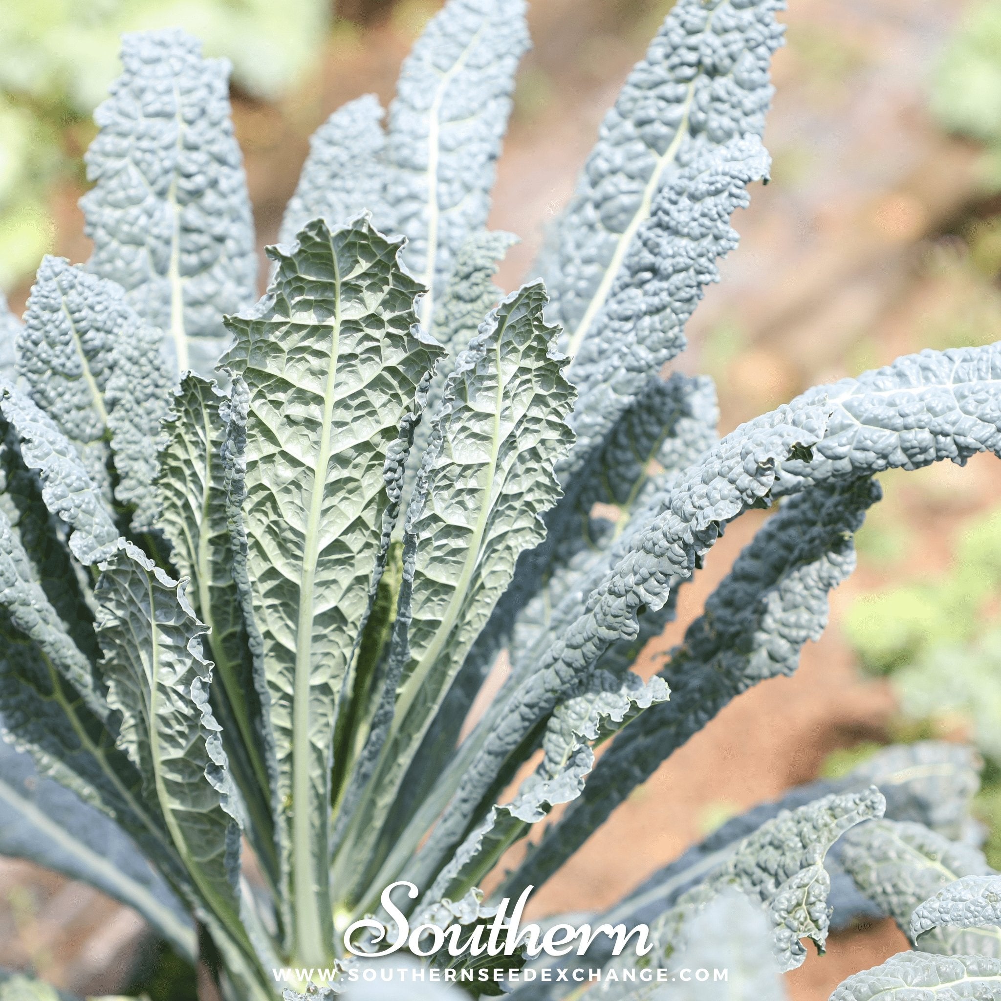 Lacinato "Dinosaur" Kale – 250 Seeds
