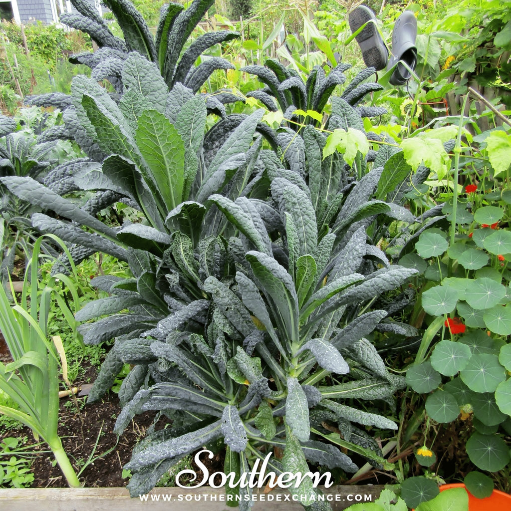 Lacinato "Dinosaur" Kale – 250 Seeds