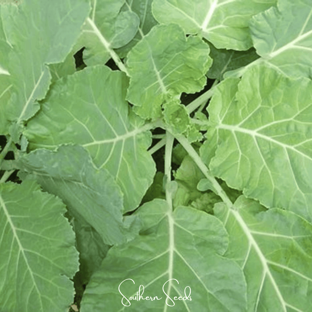 Premier Kale – 250 Seeds