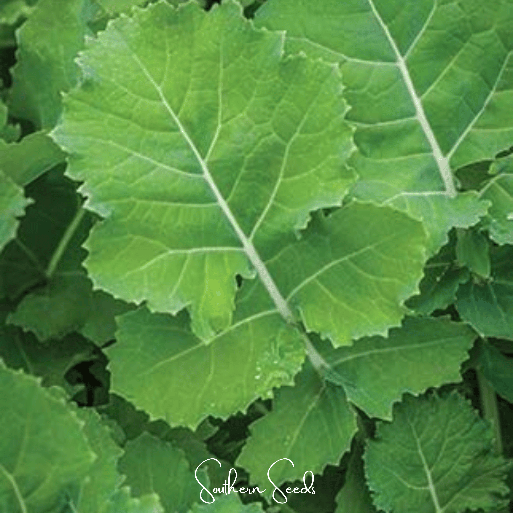 Premier Kale – 250 Seeds