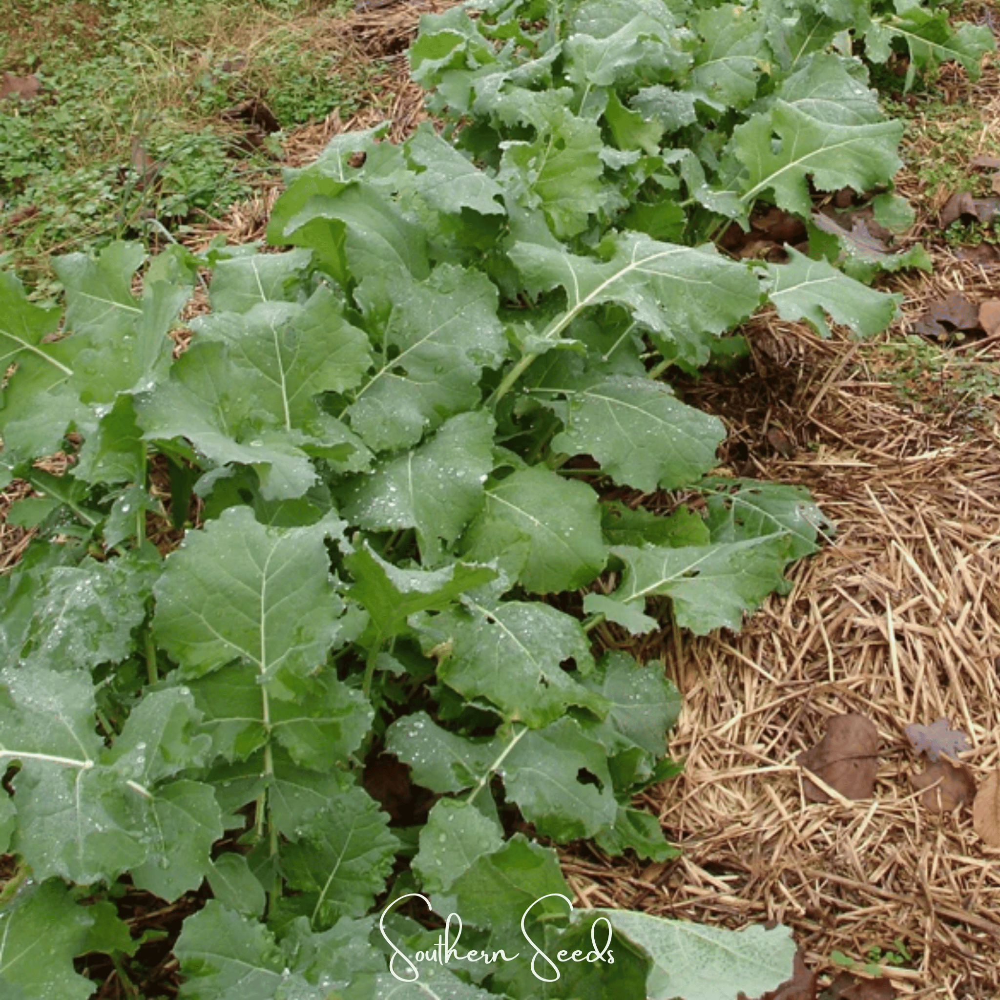 Premier Kale – 250 Seeds