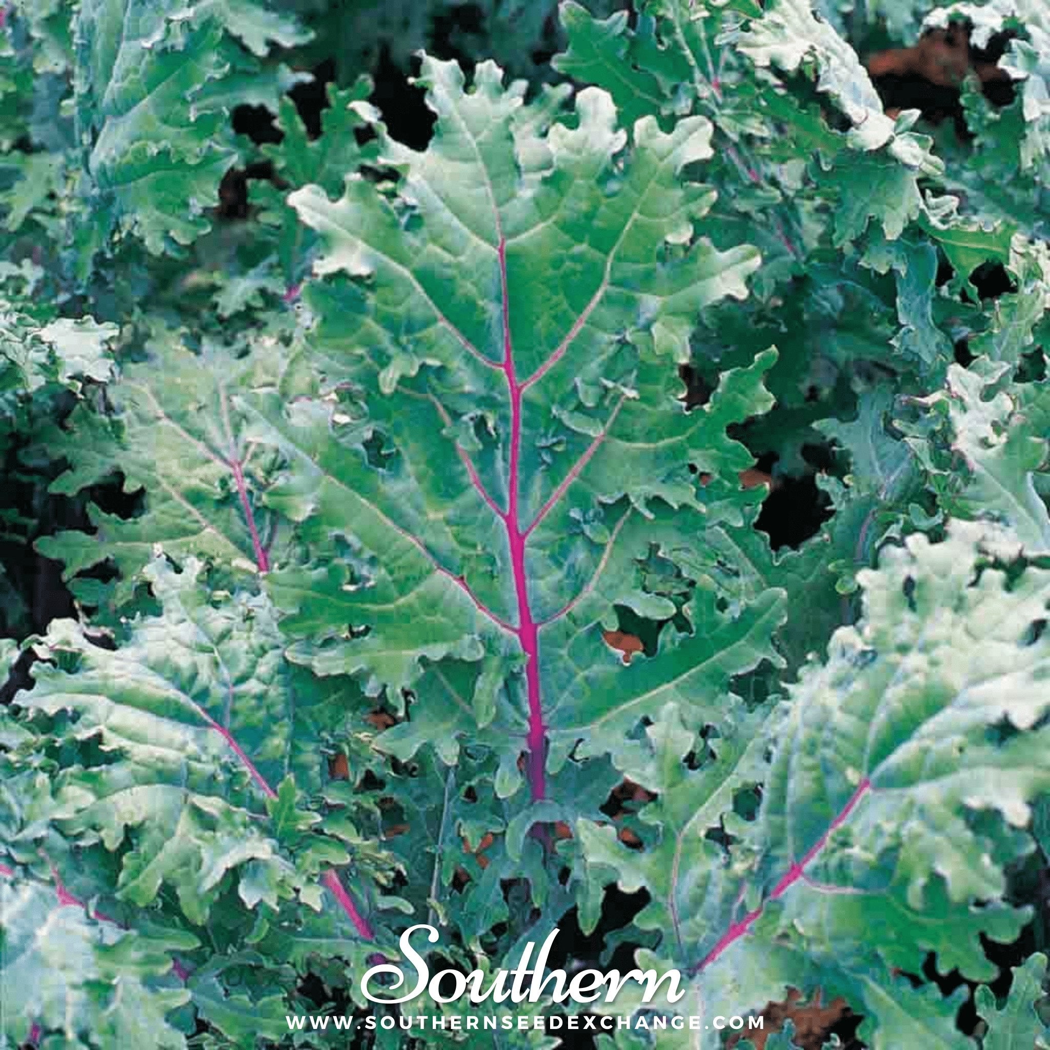 Red Russian Kale – 250 Seeds