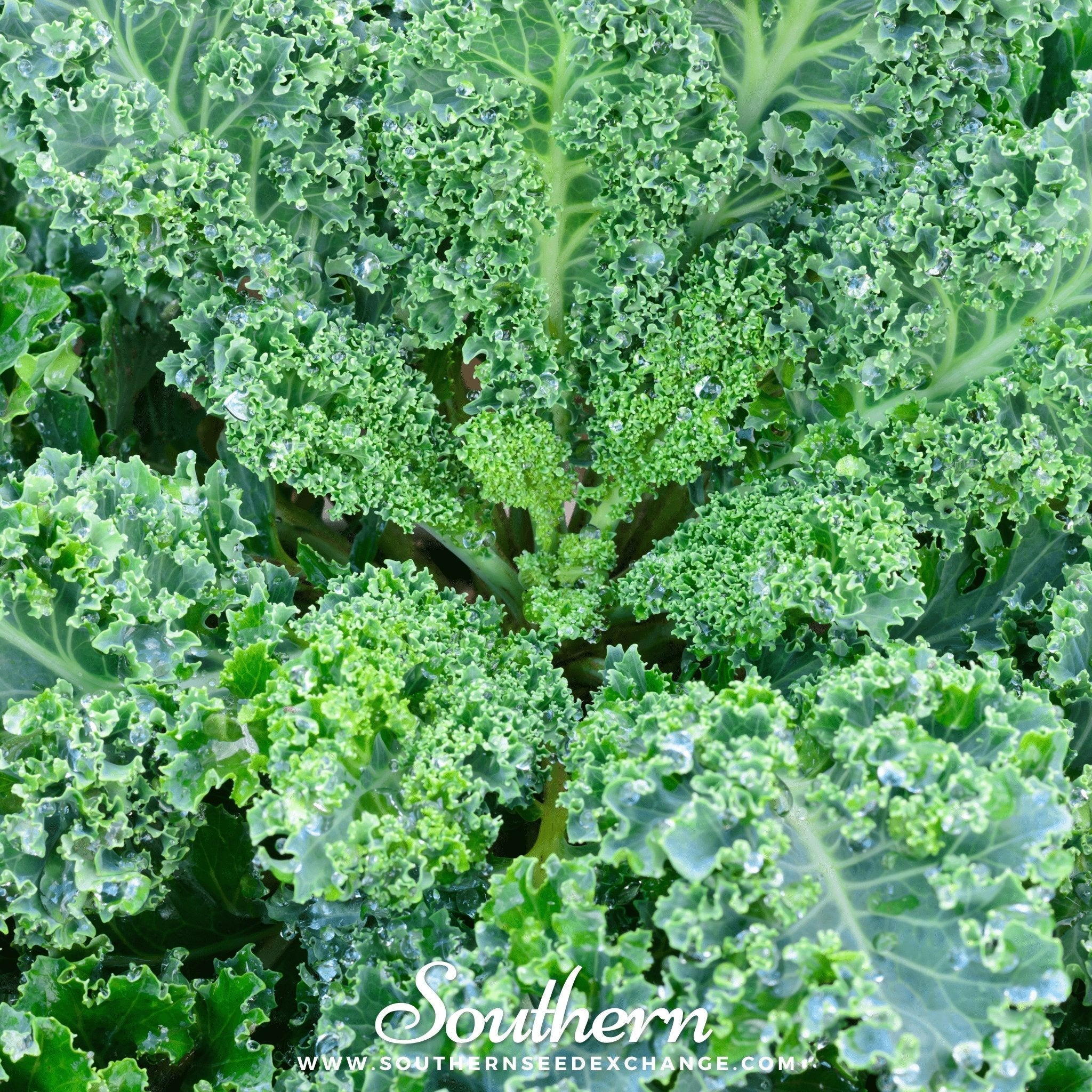 Vates Blue Scotch Curled Kale – 250 Seeds
