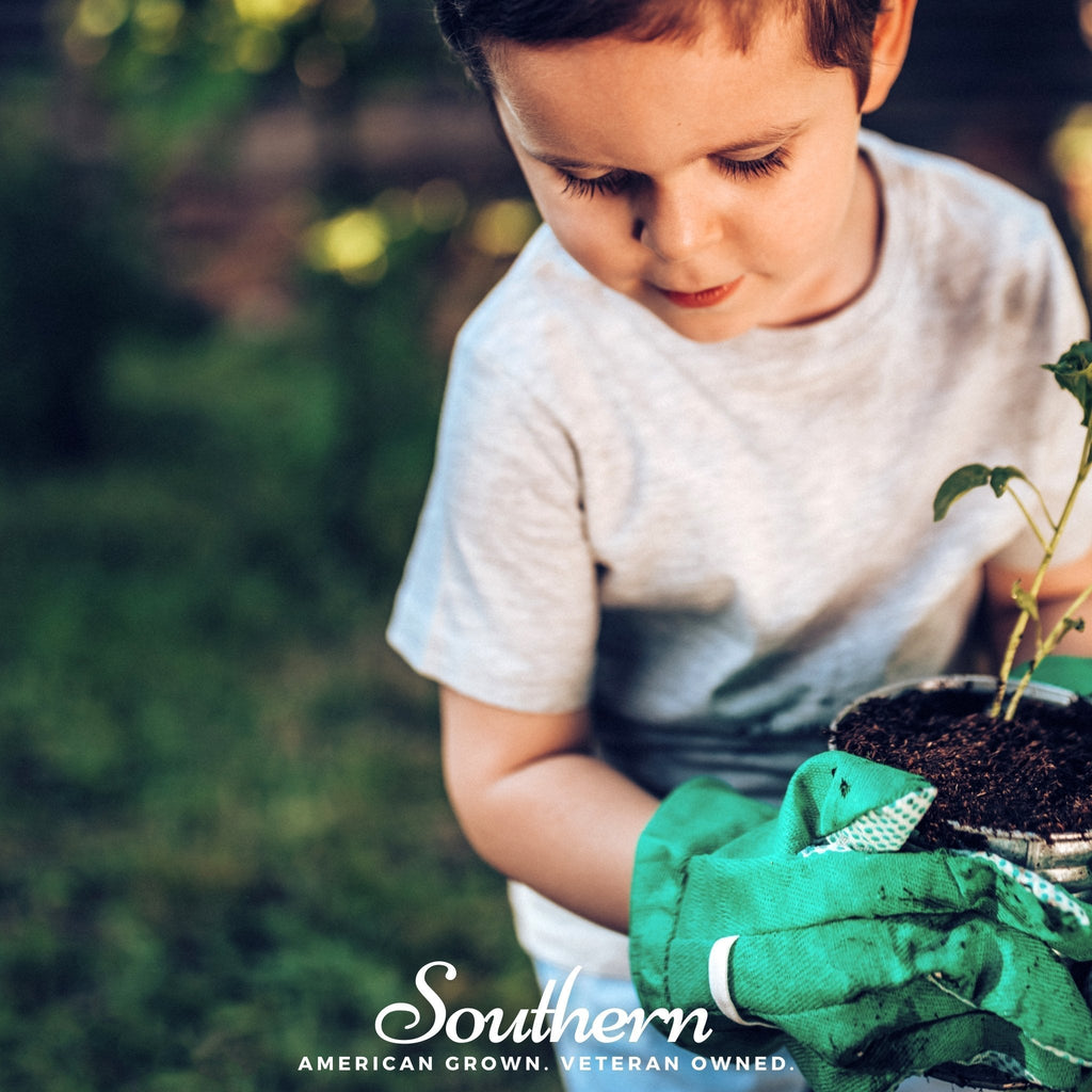 Kids Garden Seed Collection – 10 Varieties