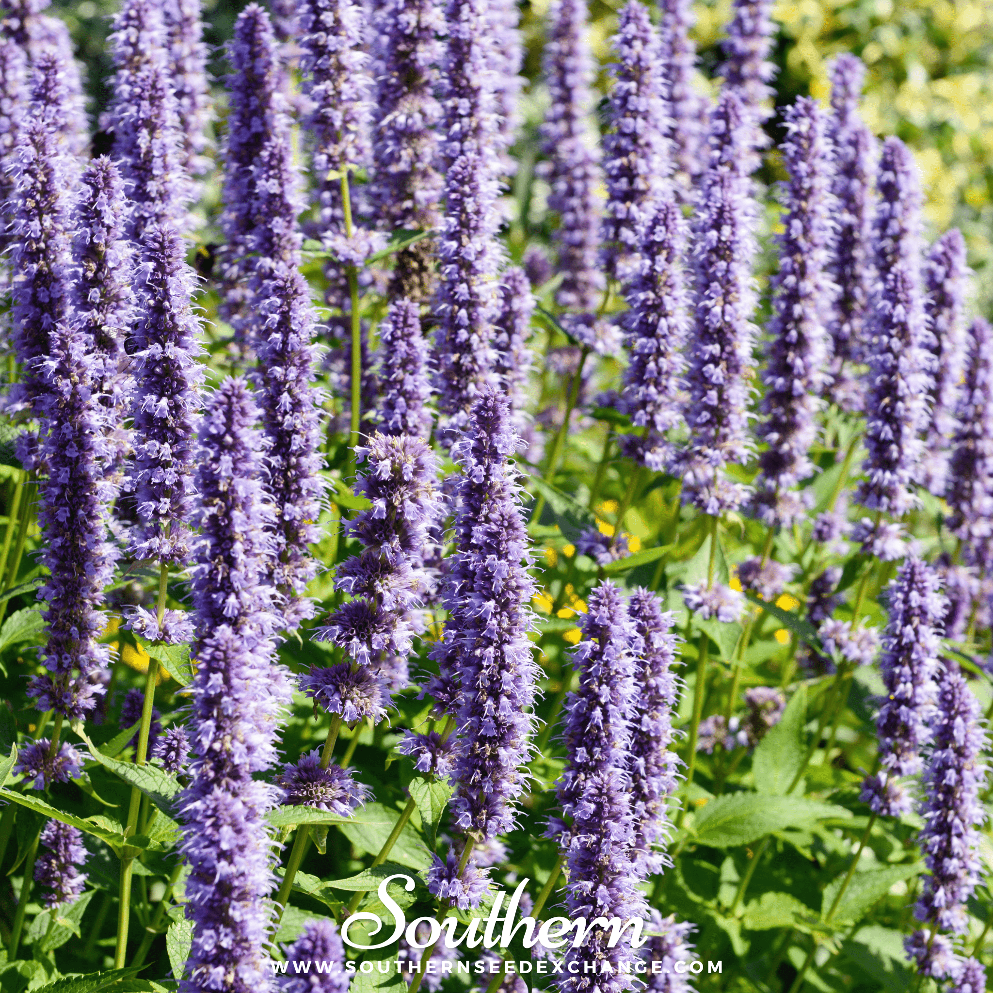 Korean Mint – 50 Seeds