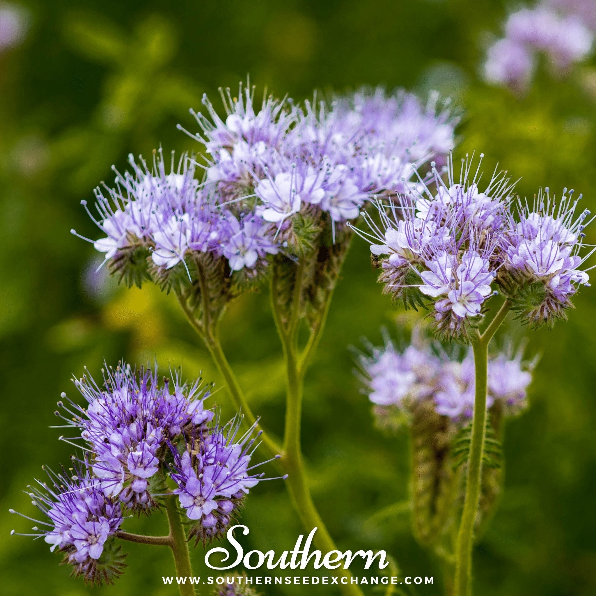 Lacy Phacelia – 200 Seeds