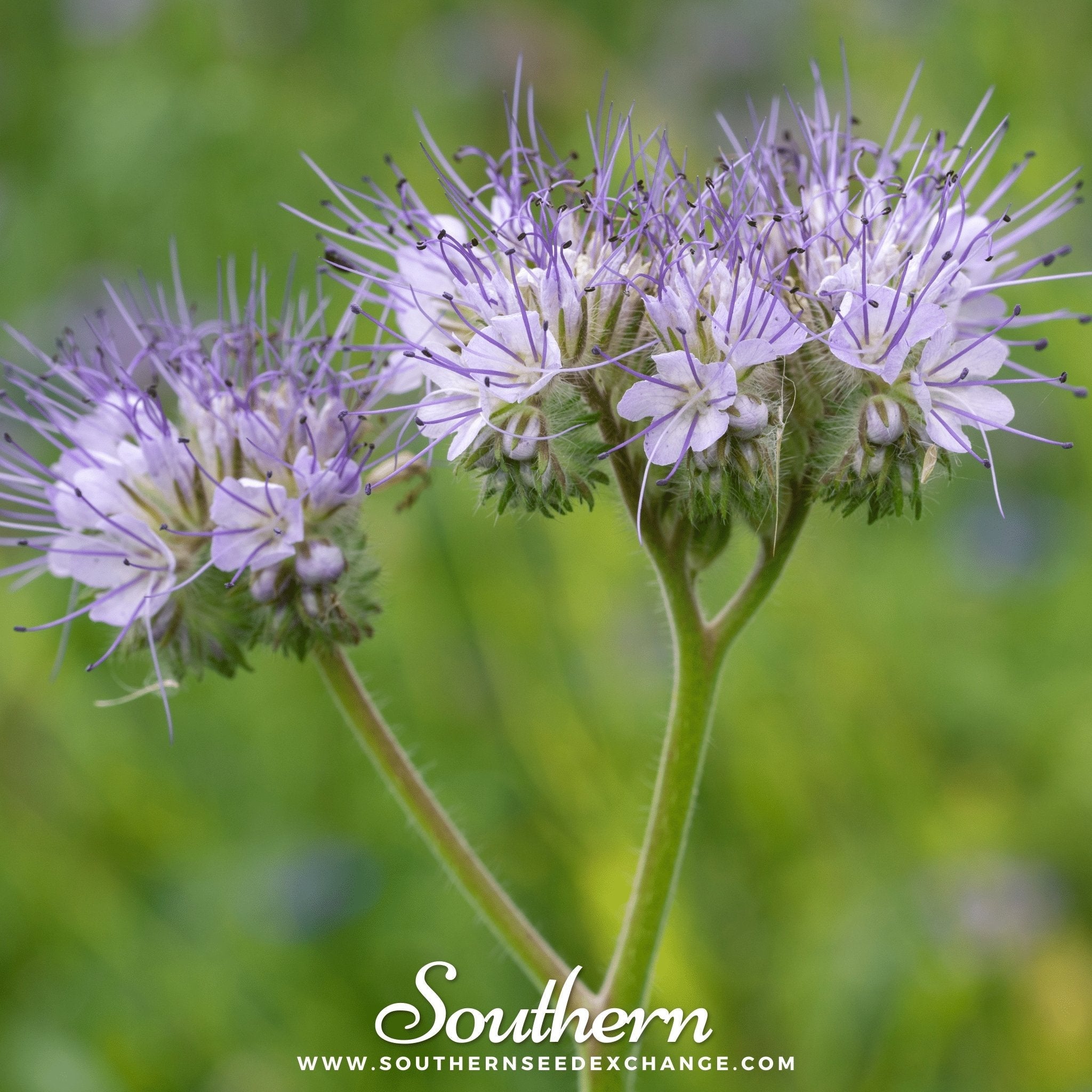 Lacy Phacelia – 200 Seeds