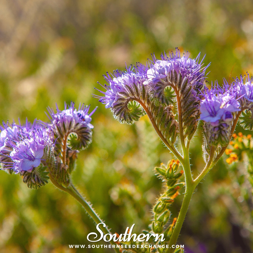 Lacy Phacelia – 200 Seeds