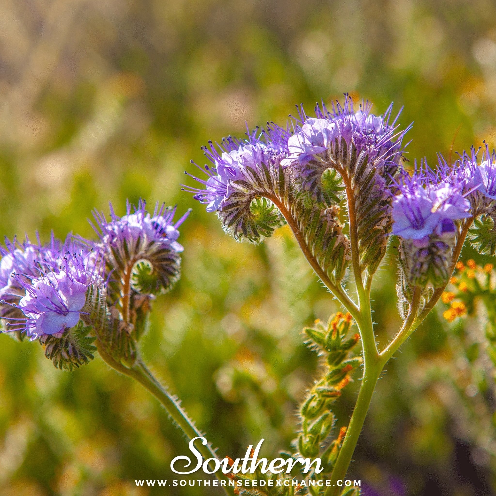 Lacy Phacelia – 200 Seeds