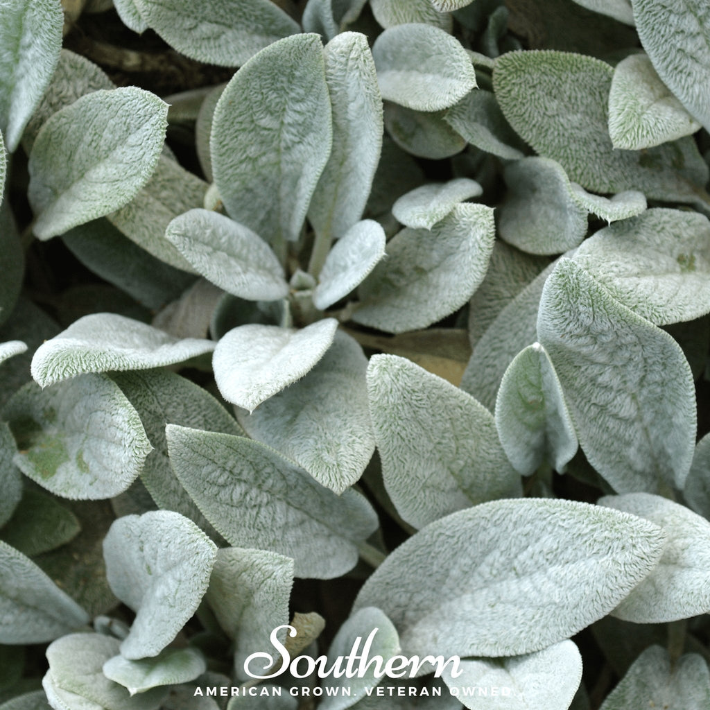 Lamb’s Ear – 50 Seeds