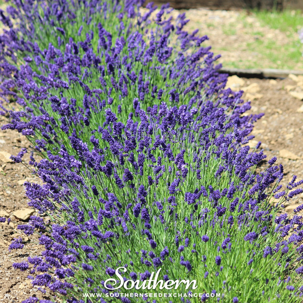 Hidcote Lavender – 50 Seeds