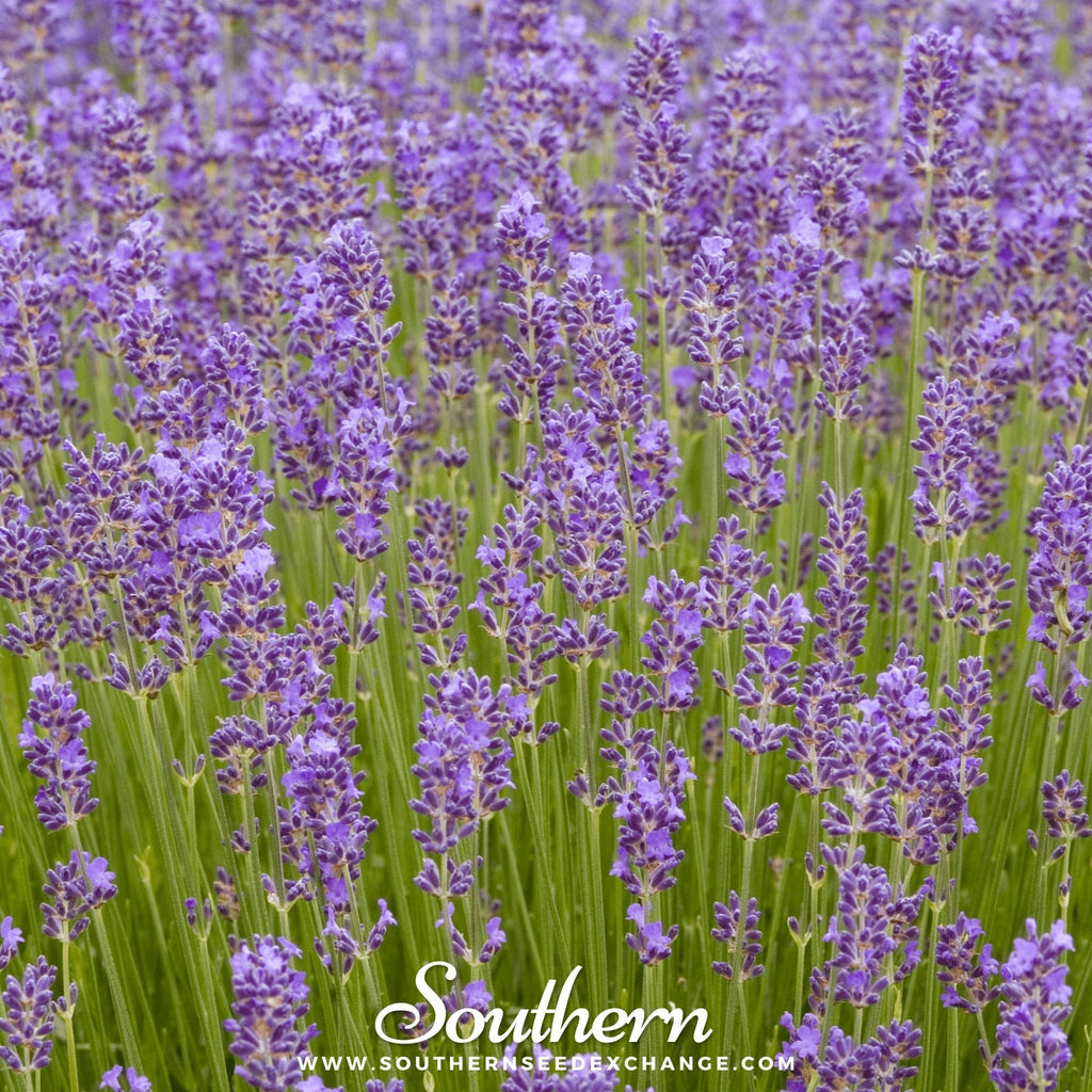Munstead Lavender – 50 Seeds