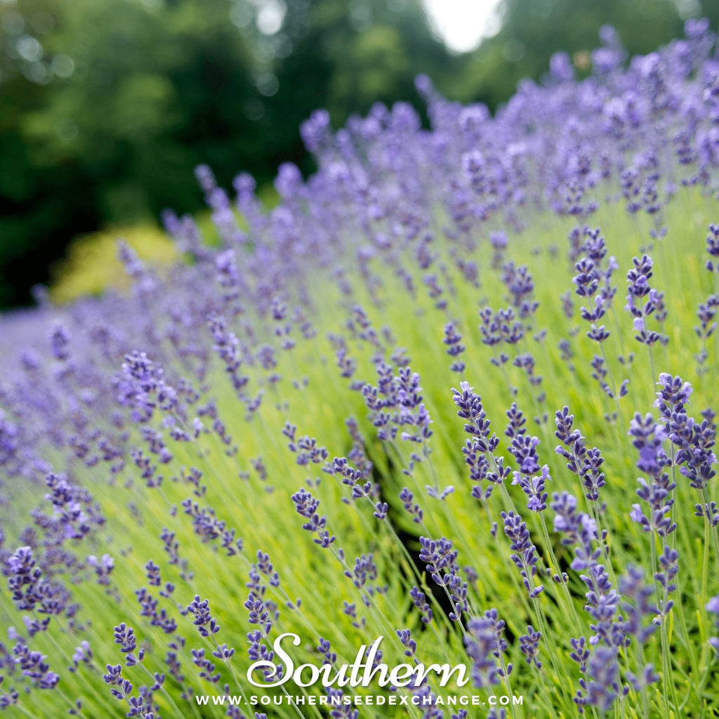 Munstead Lavender – 50 Seeds
