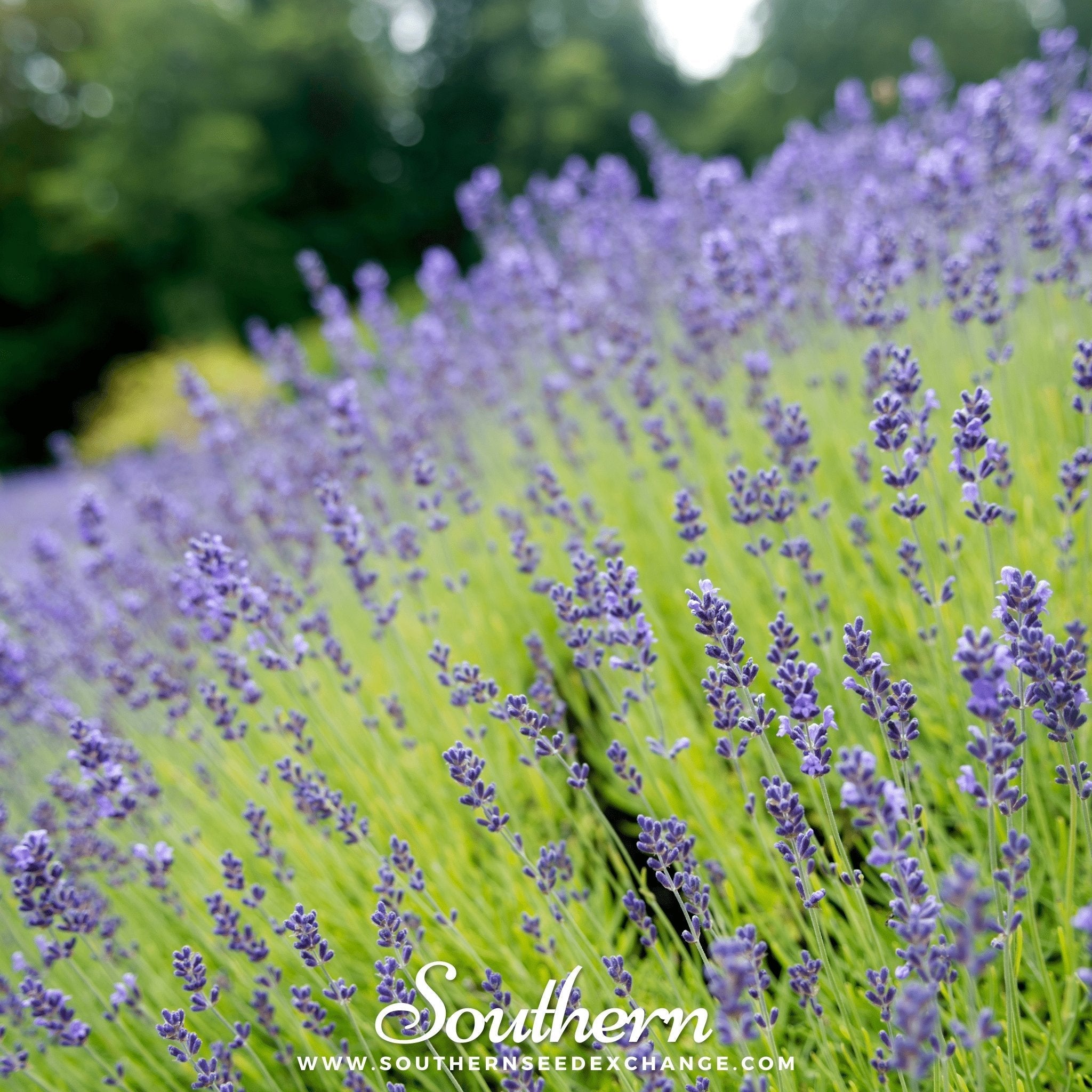 Munstead Lavender – 50 Seeds