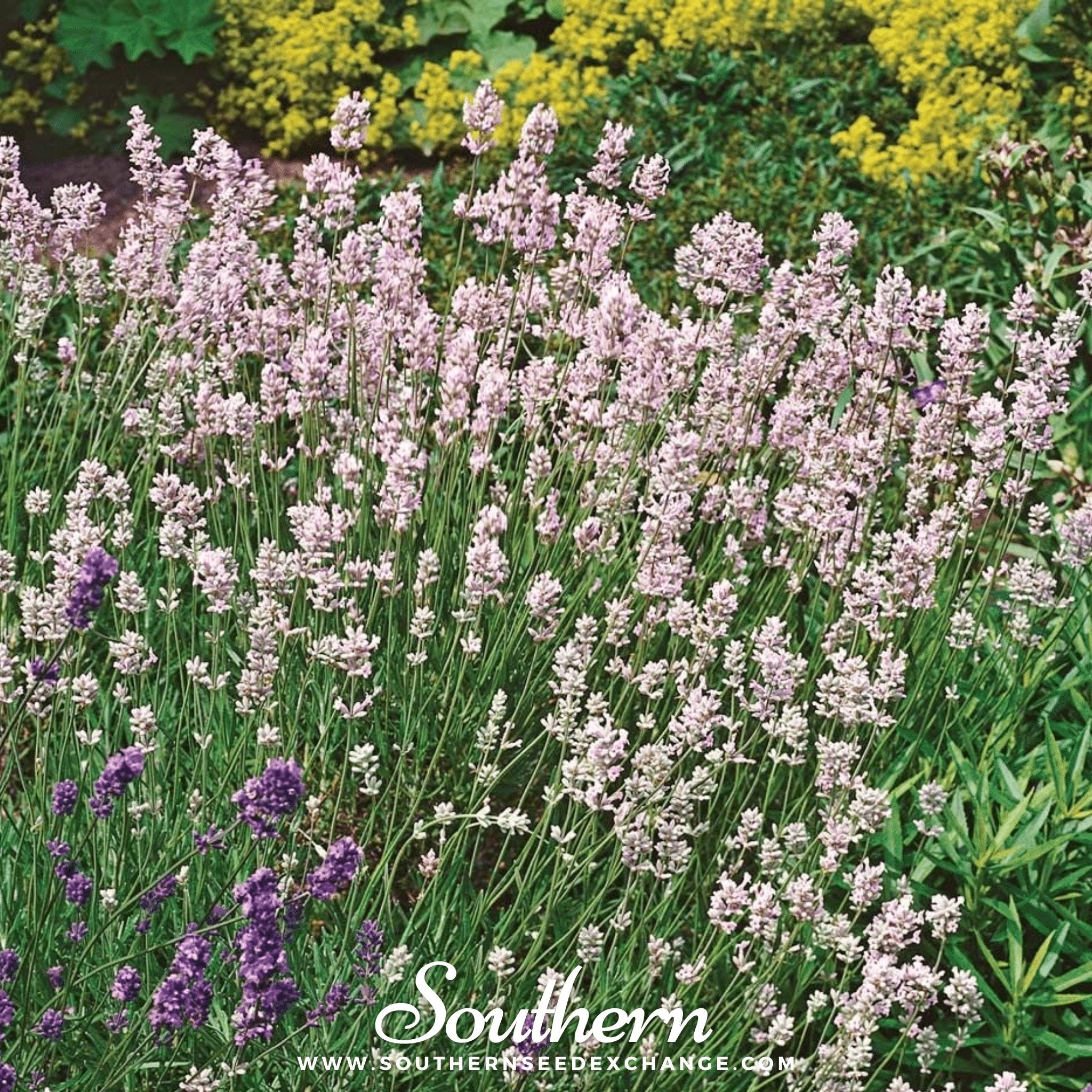 Pink Lavender – 20 Seeds