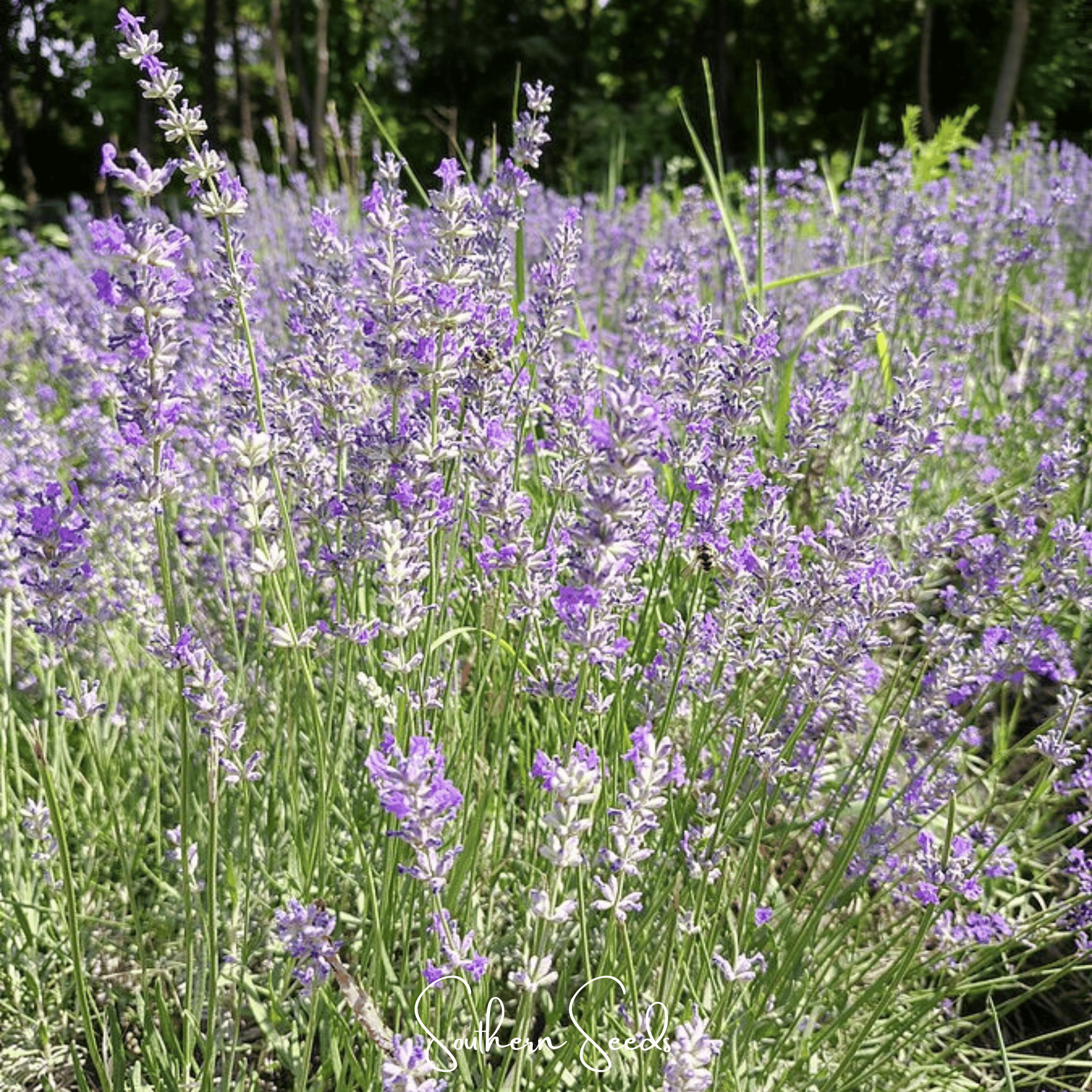 Spike Lavender – 100 Seeds