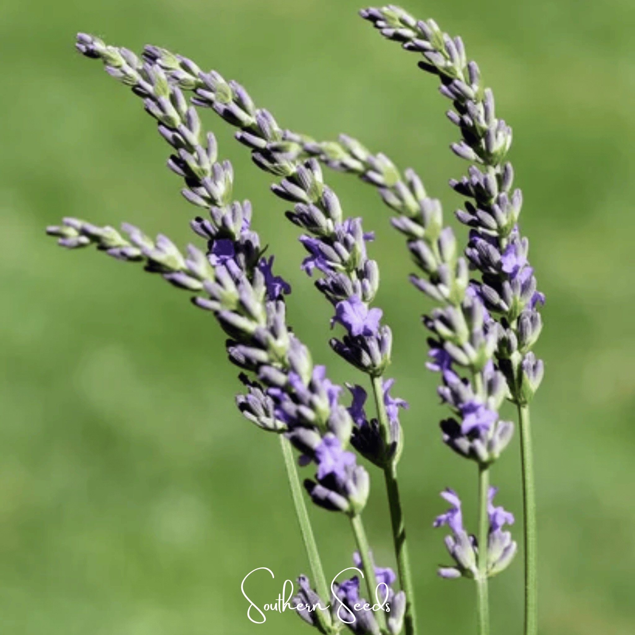 Spike Lavender – 100 Seeds
