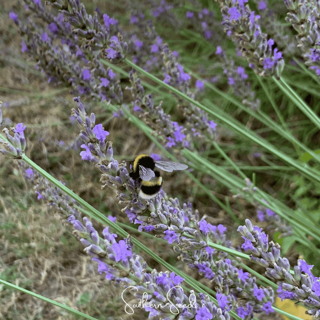 Spike Lavender – 100 Seeds