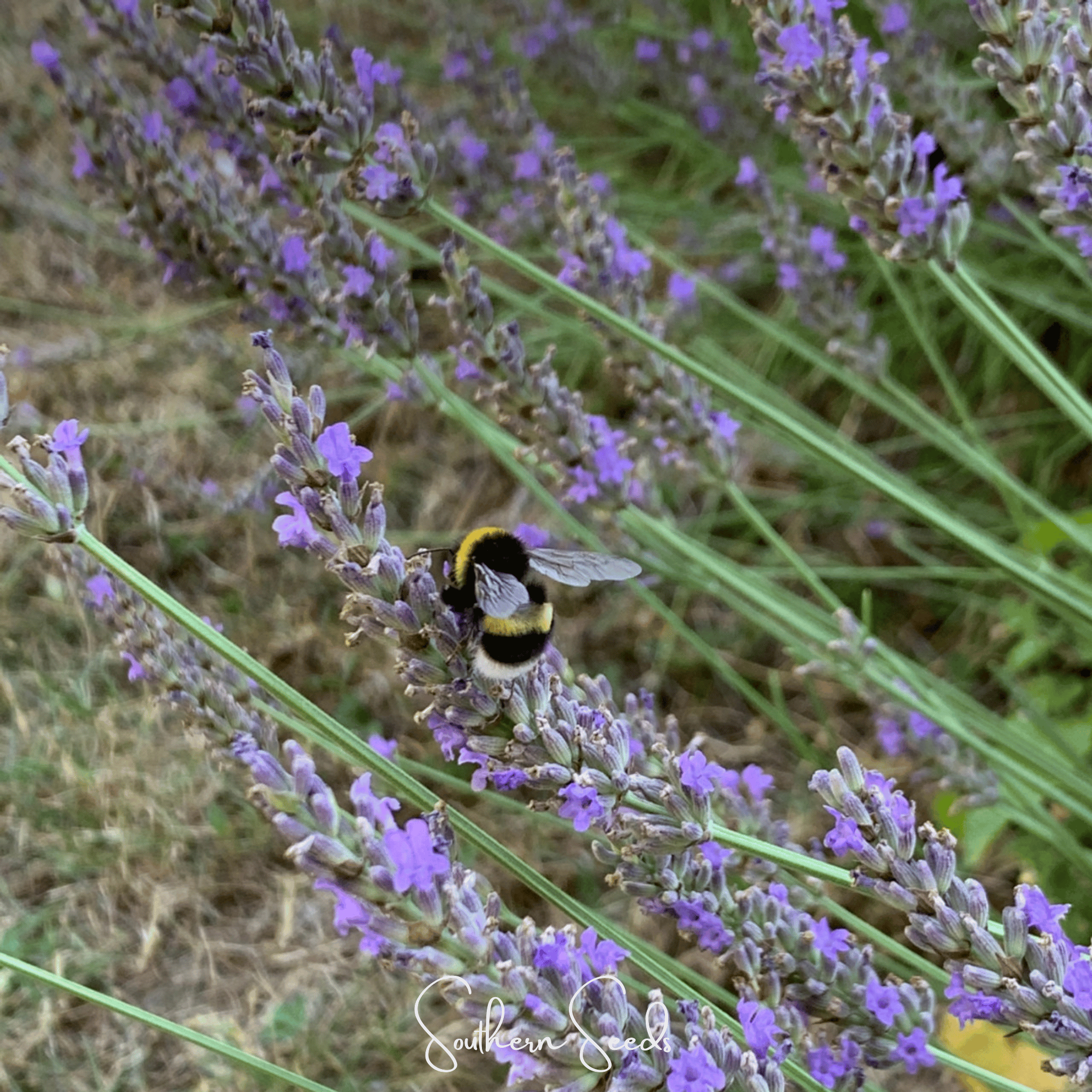 Spike Lavender – 100 Seeds