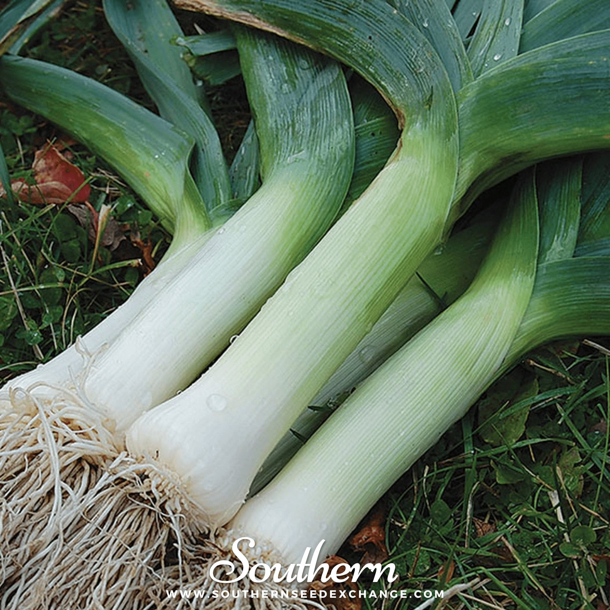 Giant Musselburgh Leek – 200 Seeds