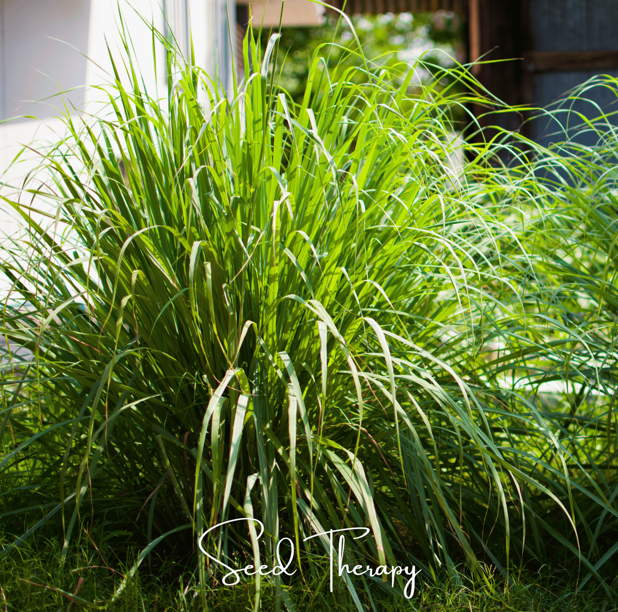 Lemon Grass – 100 Seeds