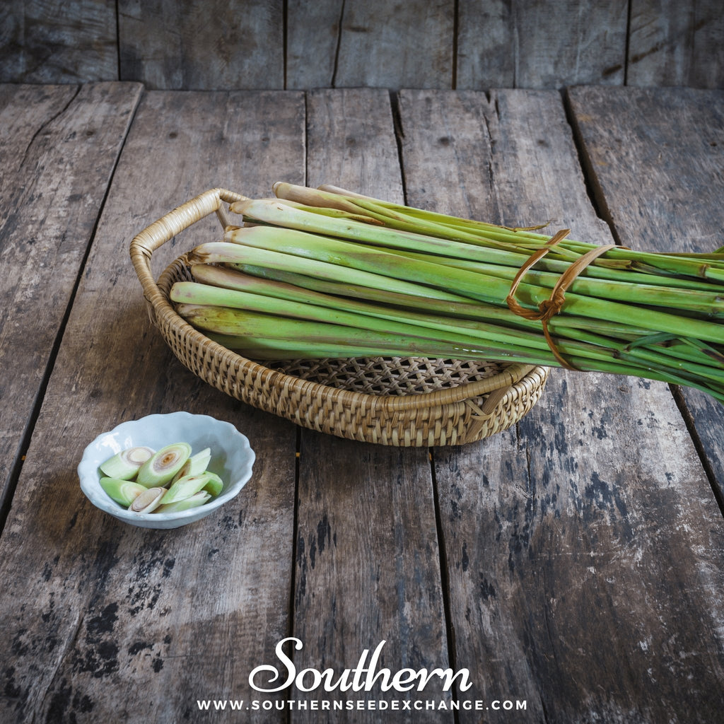 Lemon Grass – 100 Seeds