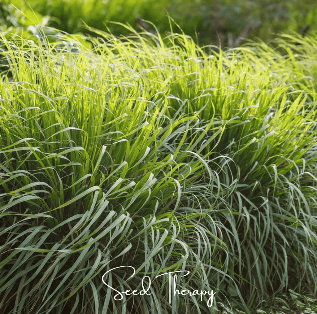Lemon Grass – 100 Seeds