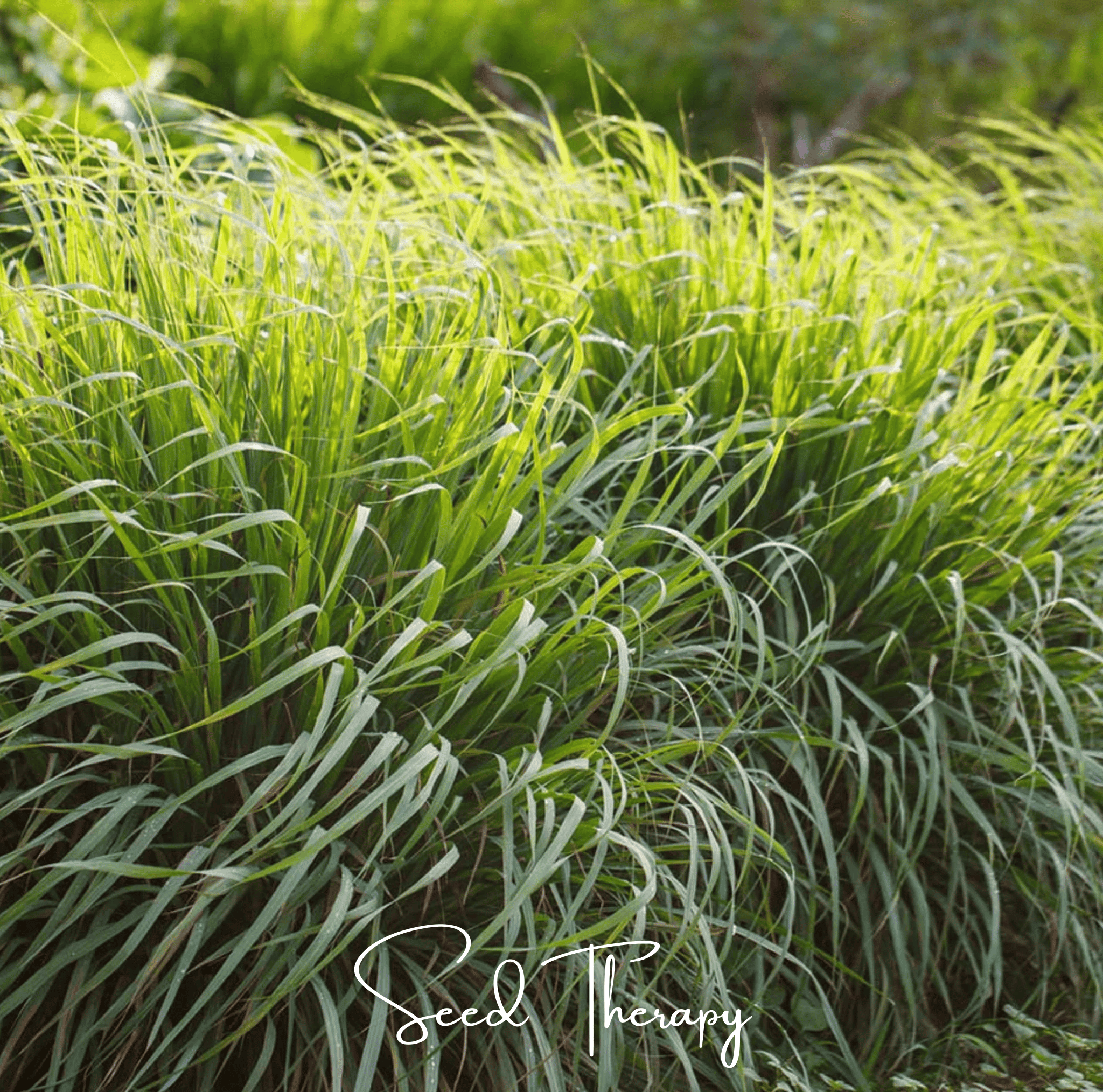 Lemon Grass – 100 Seeds