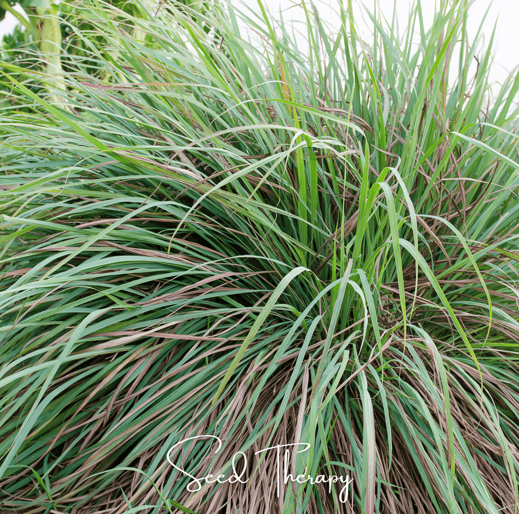 Lemon Grass – 100 Seeds