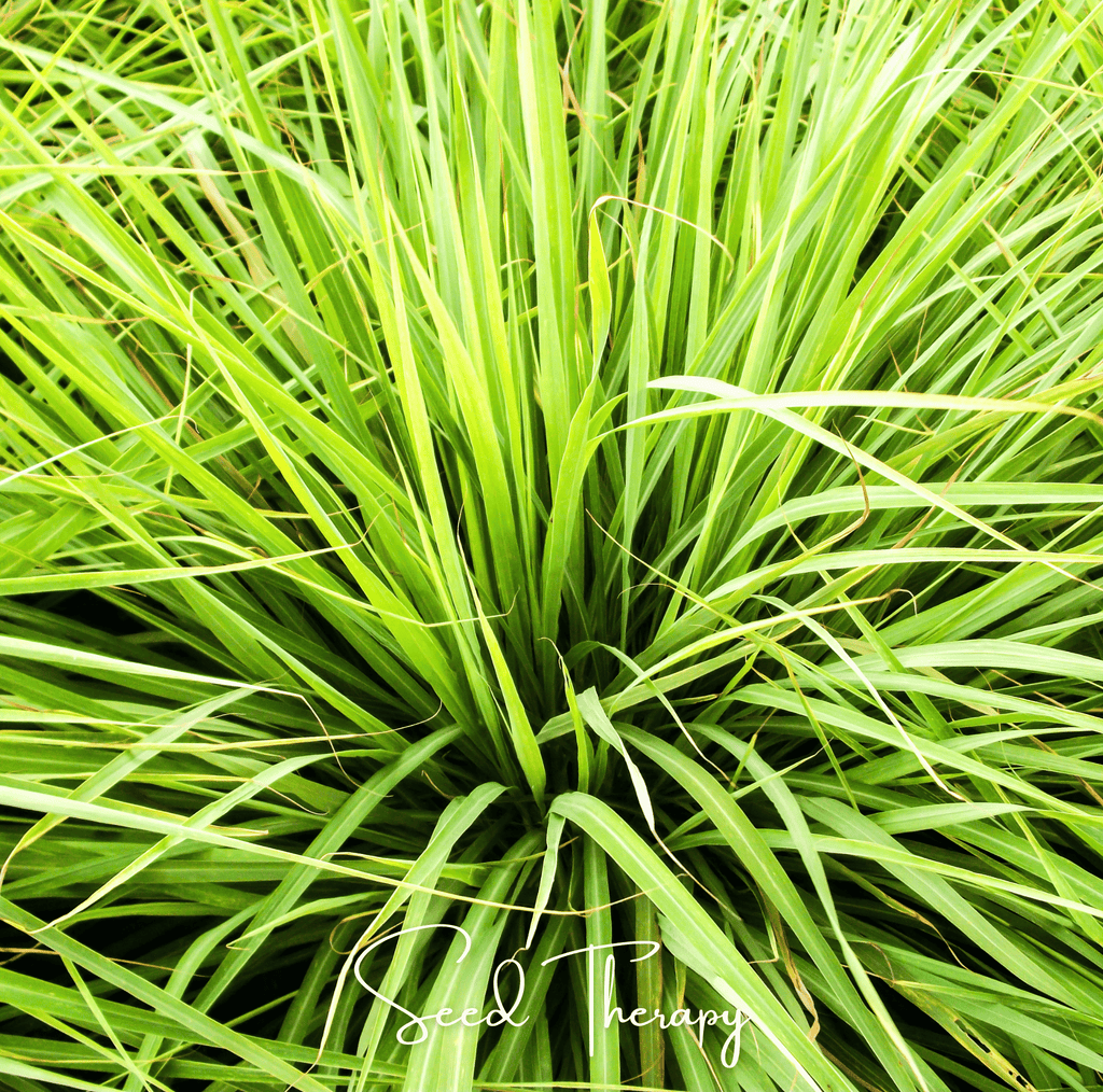 Lemon Grass – 100 Seeds