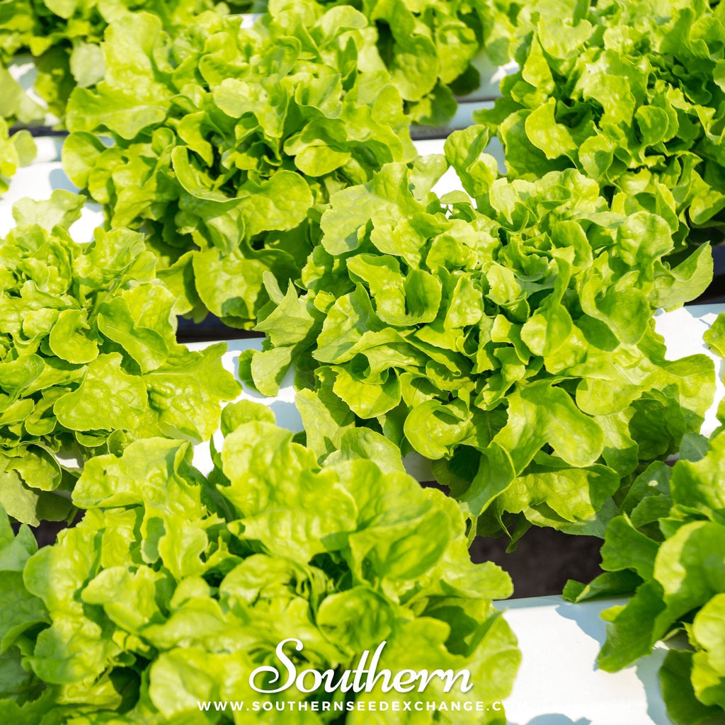 Buttercrunch Lettuce – 500 Seeds