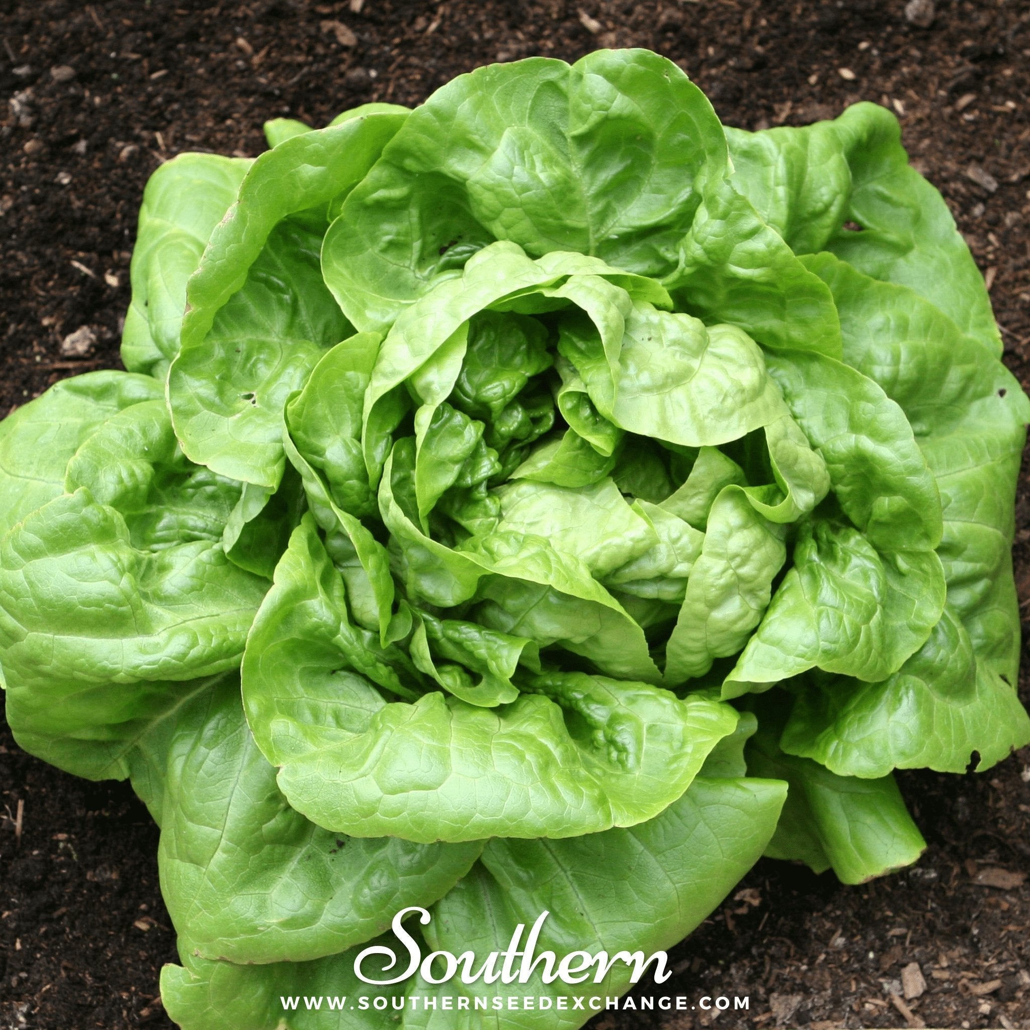 Buttercrunch Lettuce – 500 Seeds