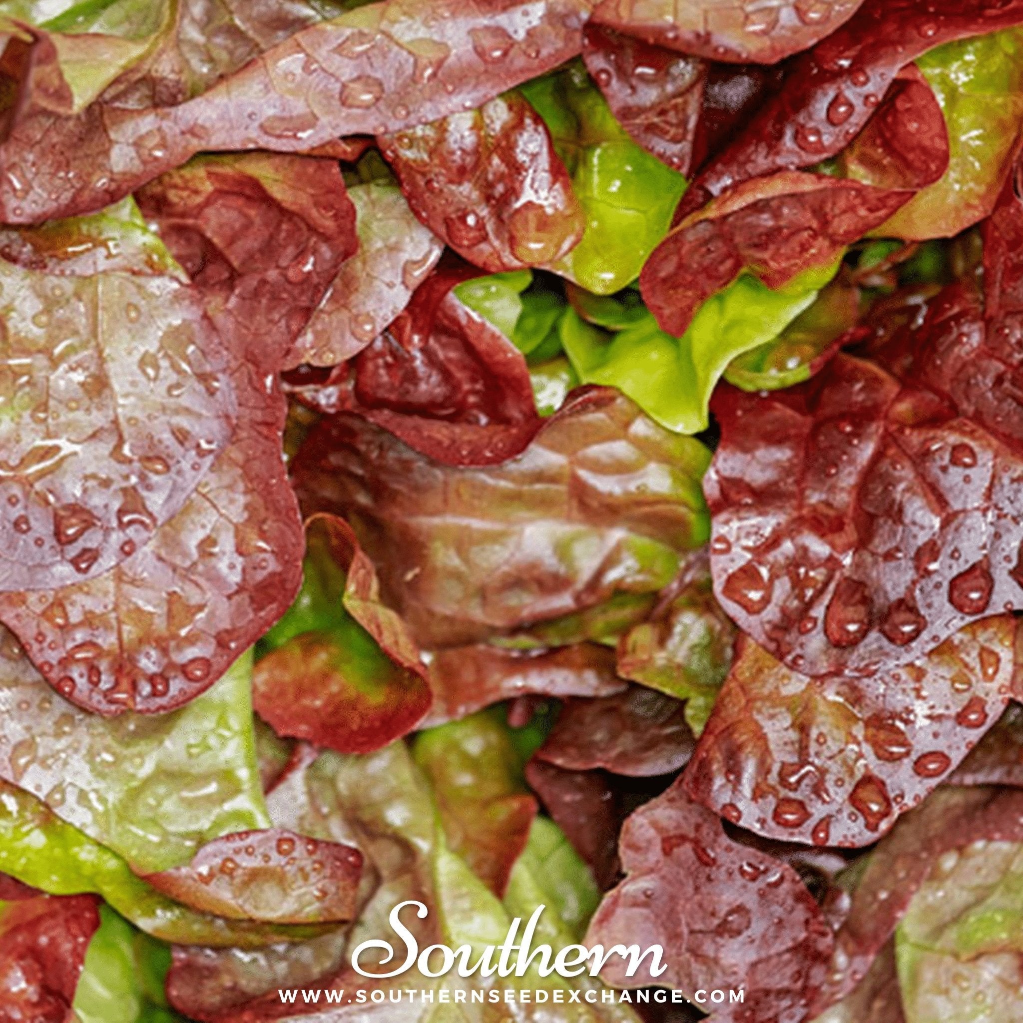 Cimmaron Romaine Lettuce – 200 Seeds