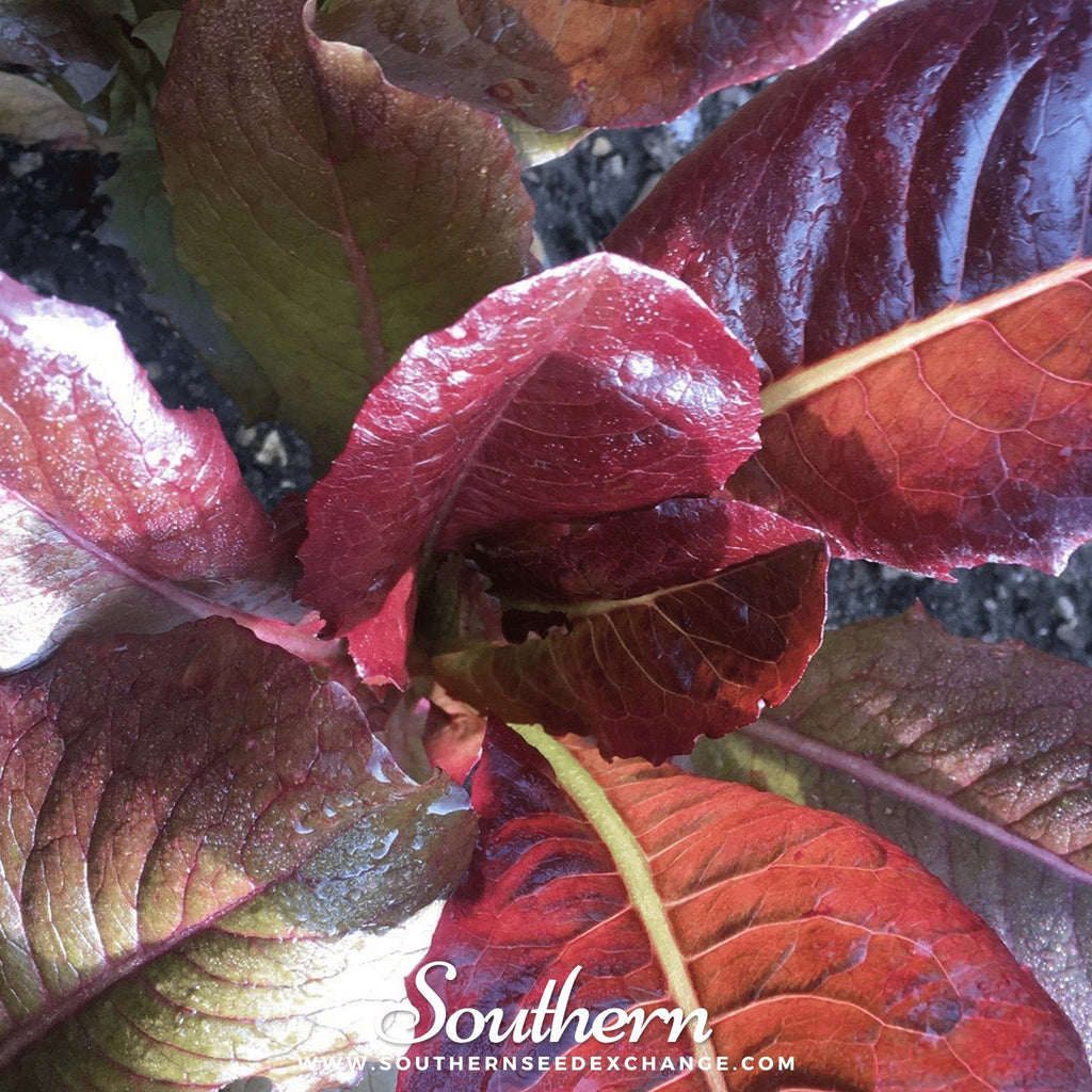 Cimmaron Romaine Lettuce – 200 Seeds