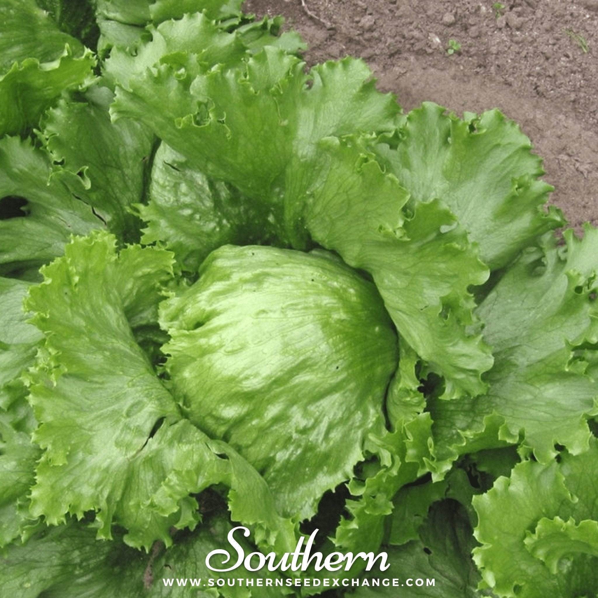 Iceberg Lettuce – 500 Seeds