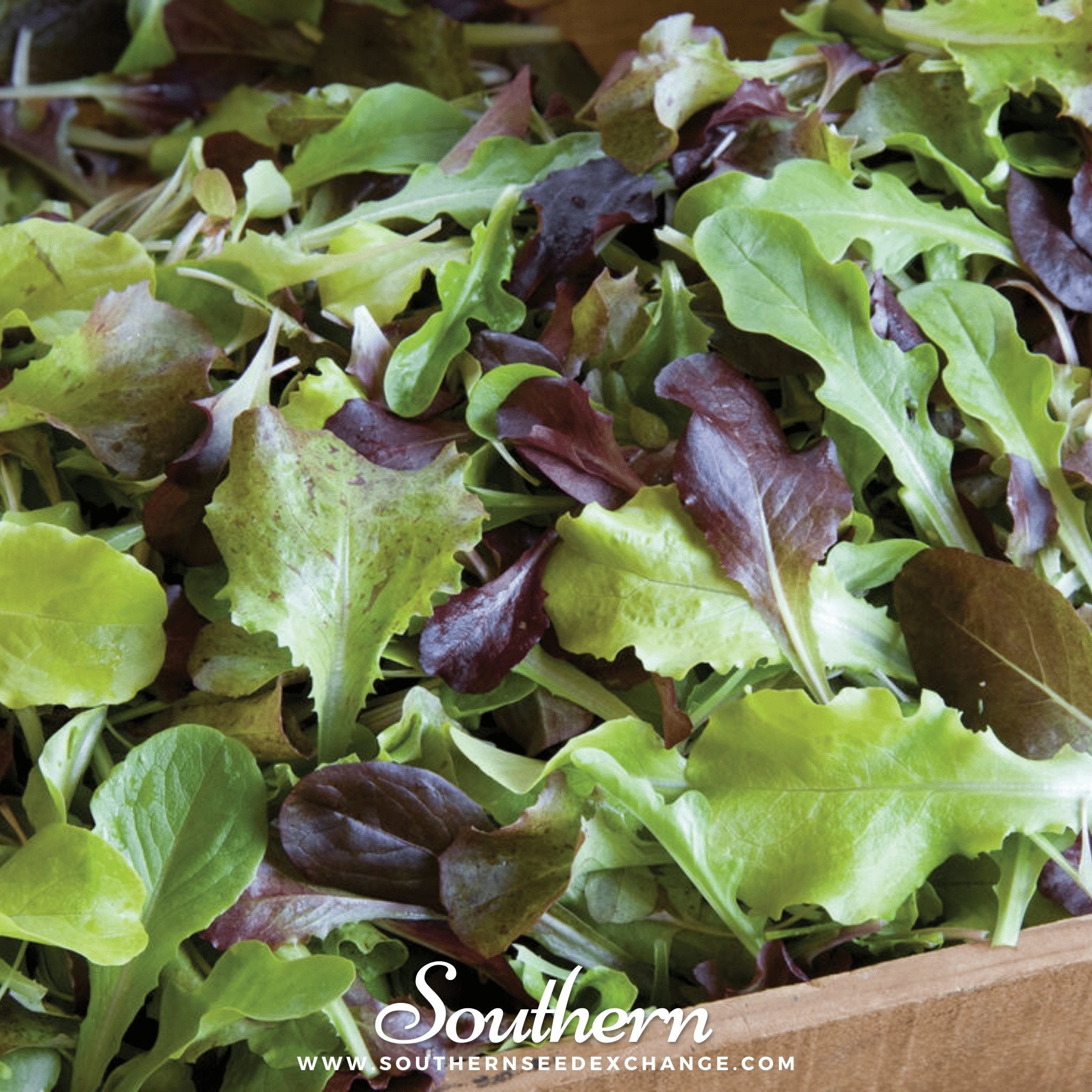 Gourmet Mix Lettuce – 500 Seeds