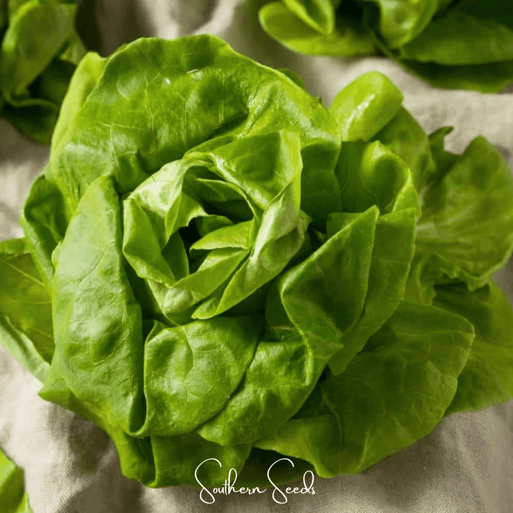 Tom Thumb Butterhead Lettuce – 500 Seeds