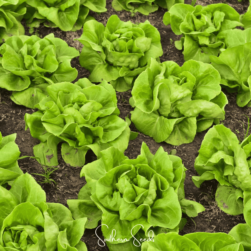 Tom Thumb Butterhead Lettuce – 500 Seeds