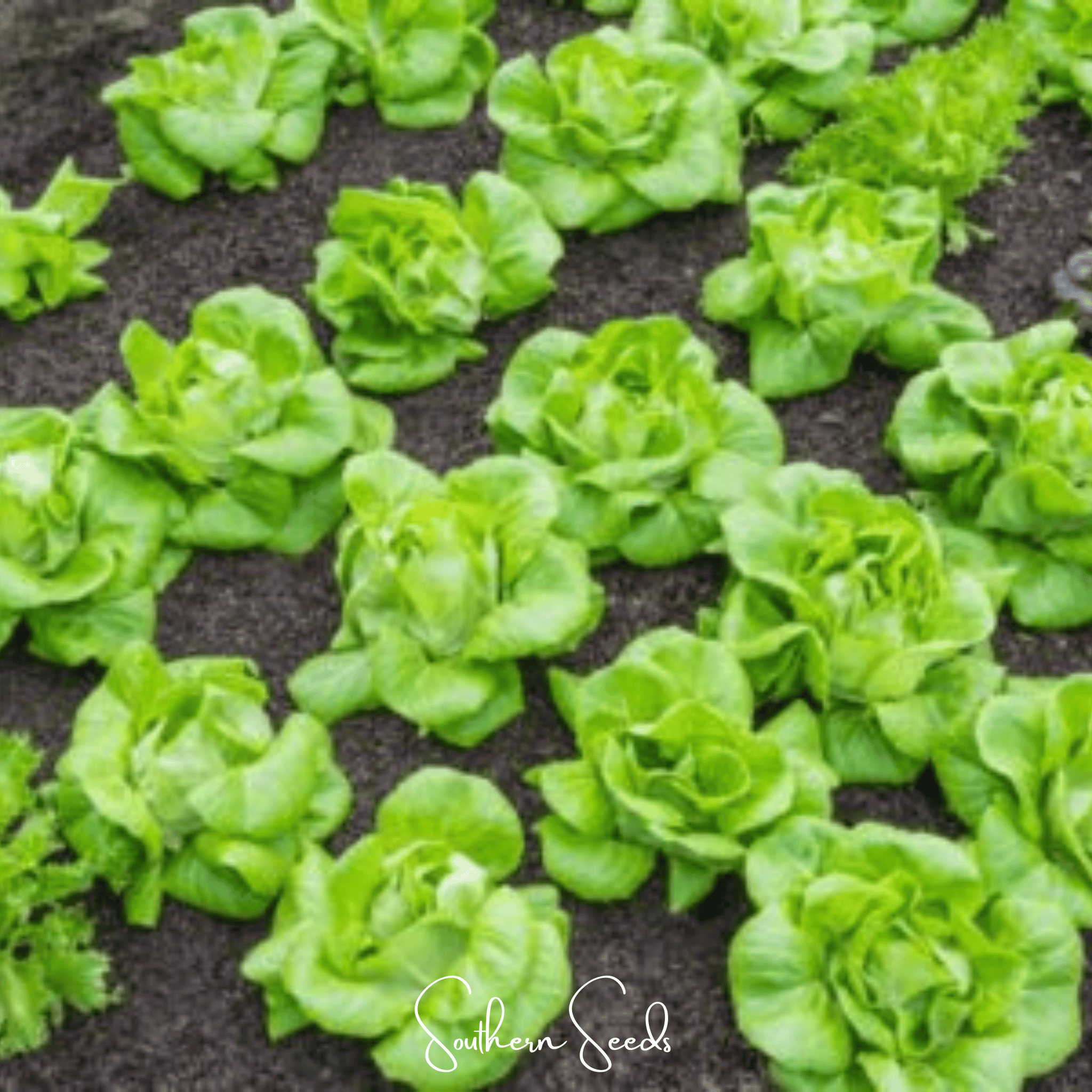 Tom Thumb Butterhead Lettuce – 500 Seeds