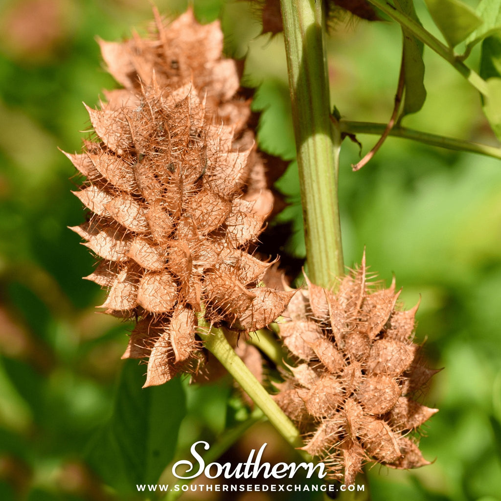 Licorice – 20 Seeds