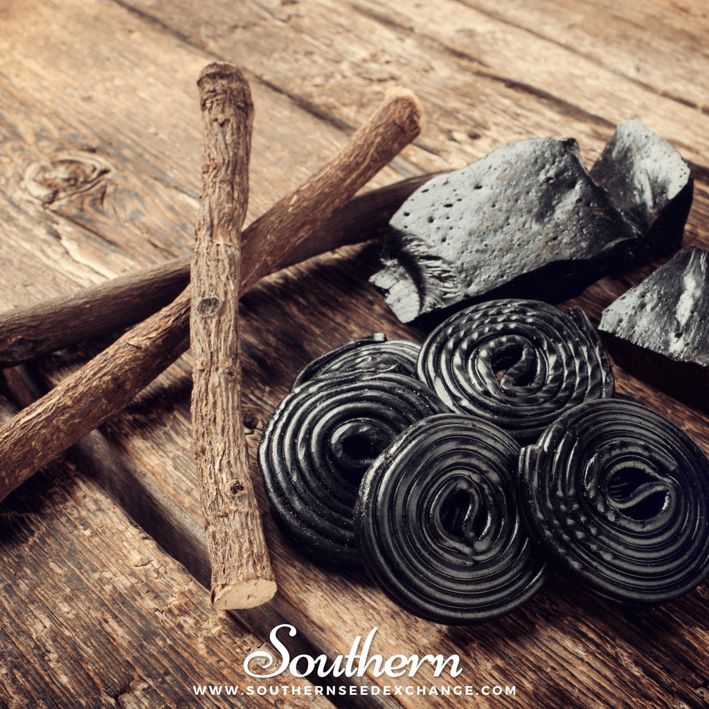Licorice – 20 Seeds