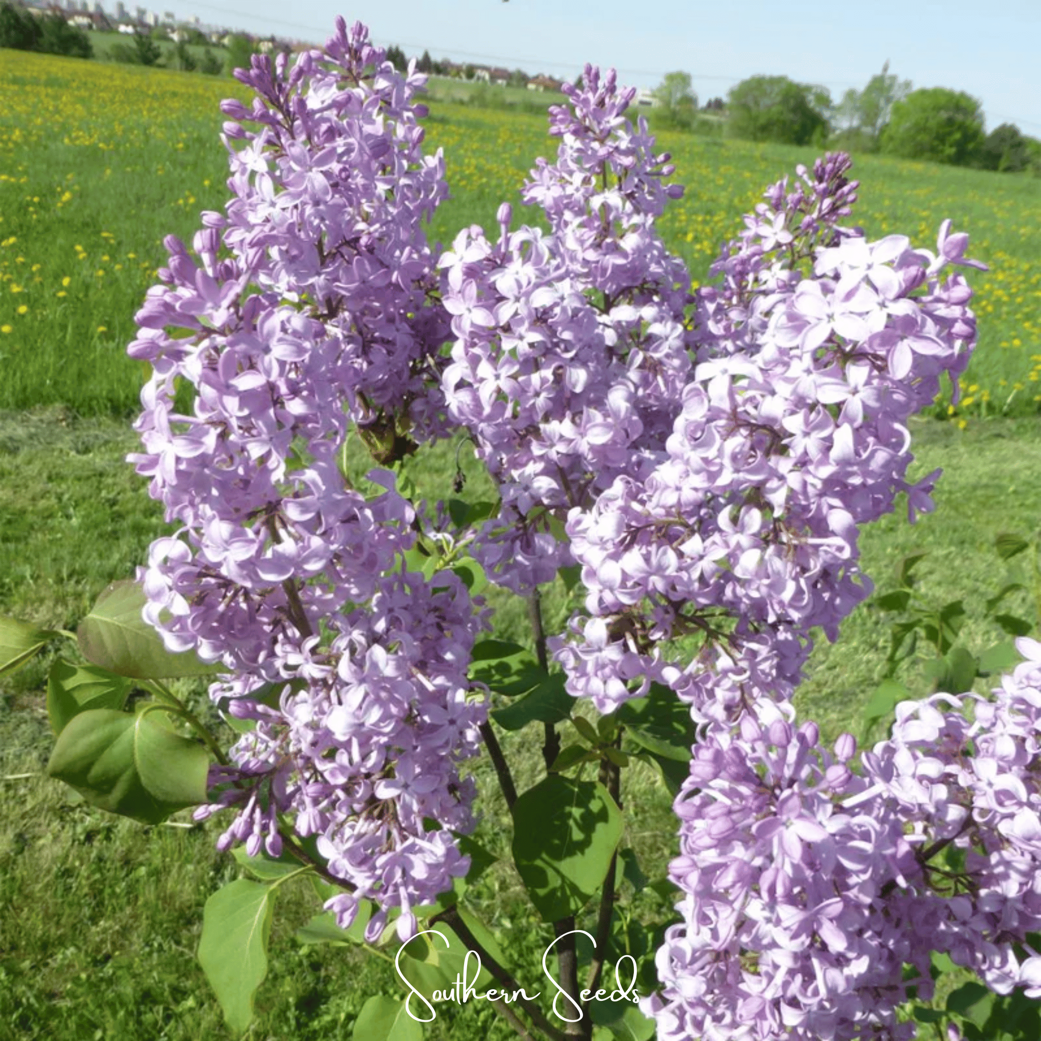Early Blooming Lilac – 30 Seeds