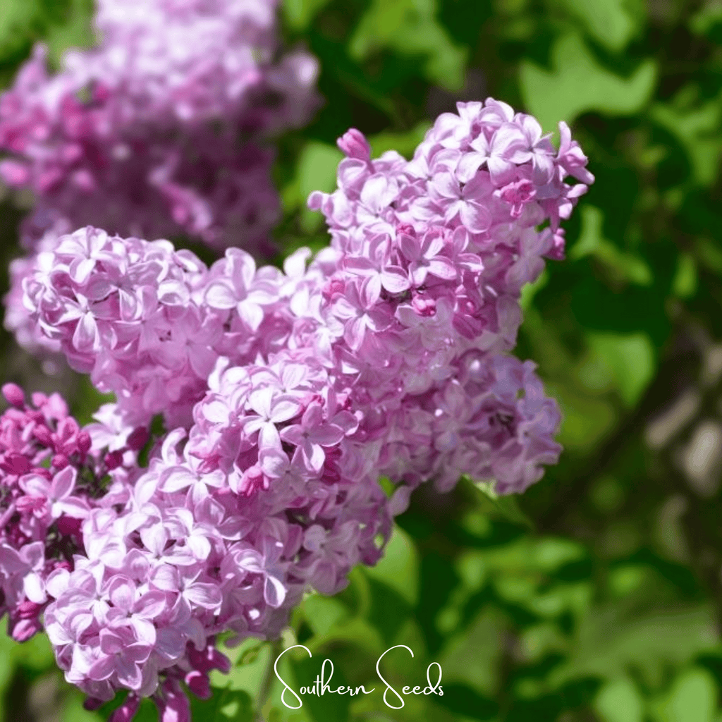 Early Blooming Lilac – 30 Seeds