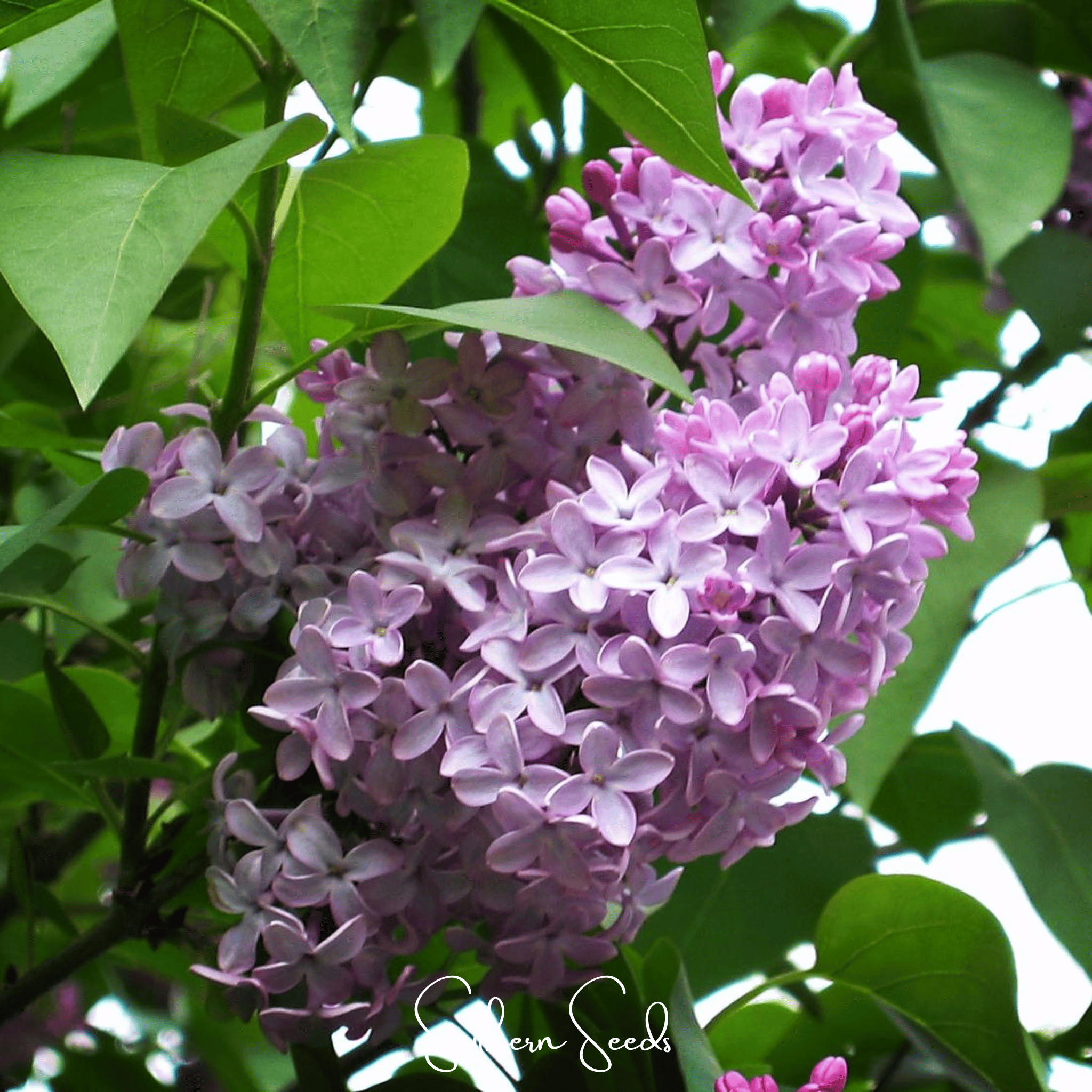 Early Blooming Lilac – 30 Seeds