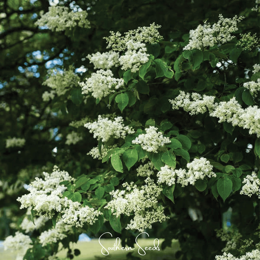 Japanese Tree Lilac – 30 Seeds